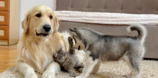 子猫に興味津々のハスキー犬