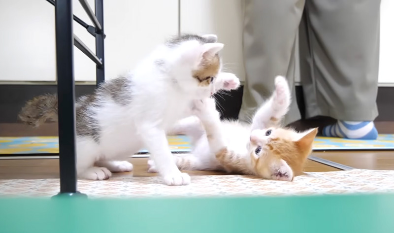 元気に遊ぶ子猫達