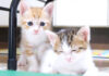 ゴロゴロ音が最高に可愛い子猫達。その甘えん坊すぎる姿にキュンとする ( *´艸`)♡ 仲良しな子猫達