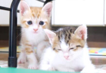 ゴロゴロ音が最高に可愛い子猫達。その甘えん坊すぎる姿にキュンとする ( *´艸`)♡ 仲良しな子猫達