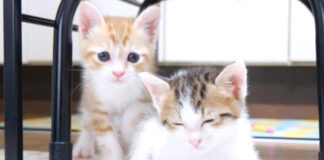 仲良しな子猫達