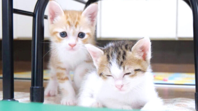 gorogoroon_neko_title 仲良しな子猫達