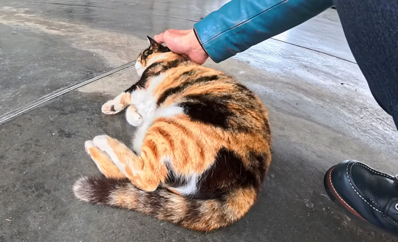 ゴロンゴロンする猫