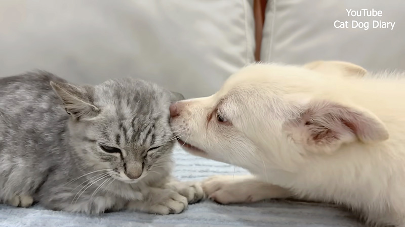 グイグイ来る子犬に困惑する子猫