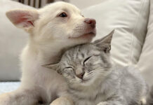 初対面でグイグイ来る子犬に戸惑いを隠しきれない子猫。でもある瞬間に可愛い変化が♡ 仲良くなった子犬と子猫