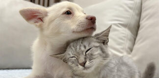 仲良くなった子犬と子猫