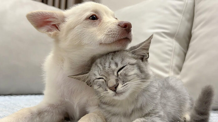 仲良くなった子犬と子猫
