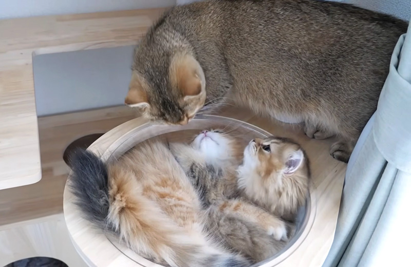 喧嘩を中断する子猫達