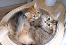 ぎゅうぎゅう詰めの子猫達