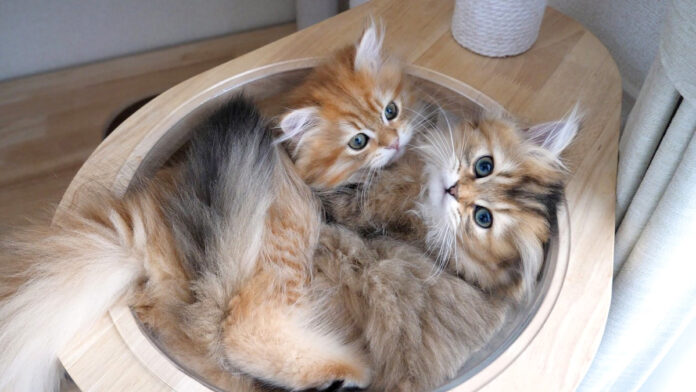 ぎゅうぎゅう詰めの子猫達