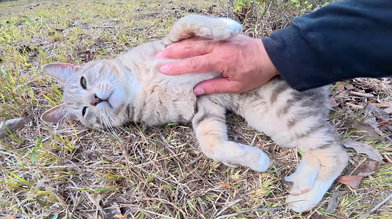 お腹を撫でられる猫