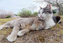 母猫にグルーミングされる猫