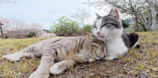 母猫にグルーミングされる猫