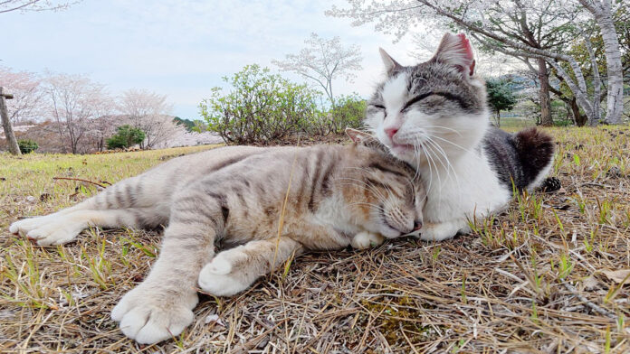 母猫にグルーミングされる猫