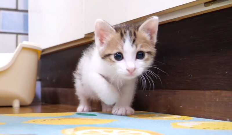 隙間から出てきた子猫