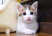 挟まっちゃってる子猫