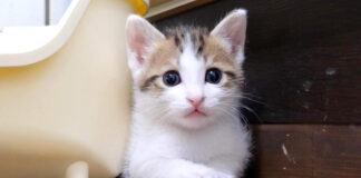 挟まっちゃってる子猫