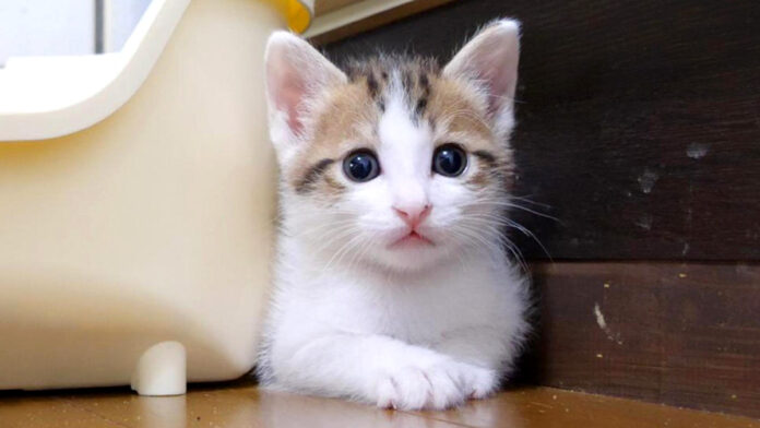 挟まっちゃってる子猫