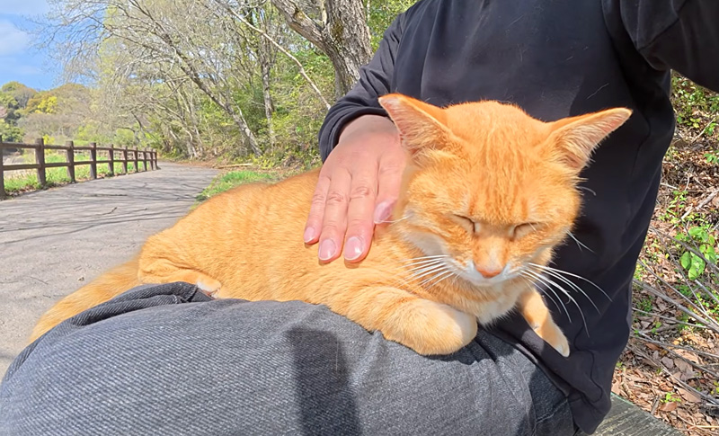 膝の上で撫でられる猫