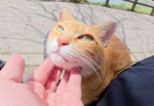 膝の上で撫でられる猫