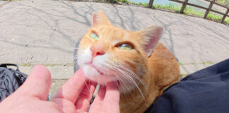 膝の上で撫でられる猫