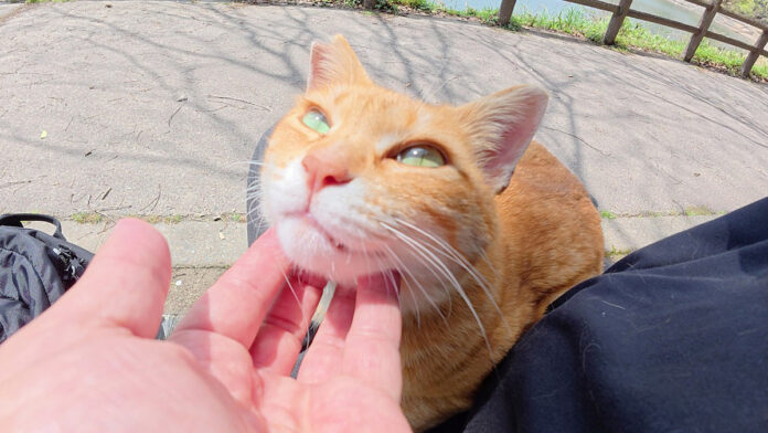 膝の上で撫でられる猫