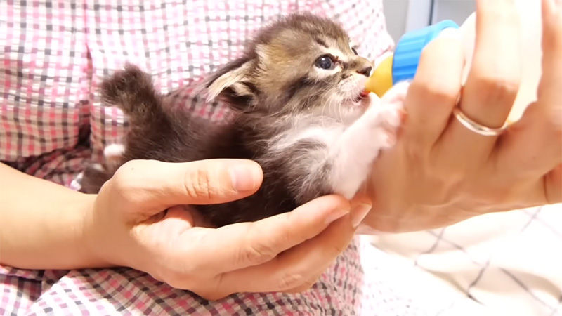 ミルクを飲む子猫