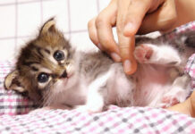 膝の上で甘える子猫