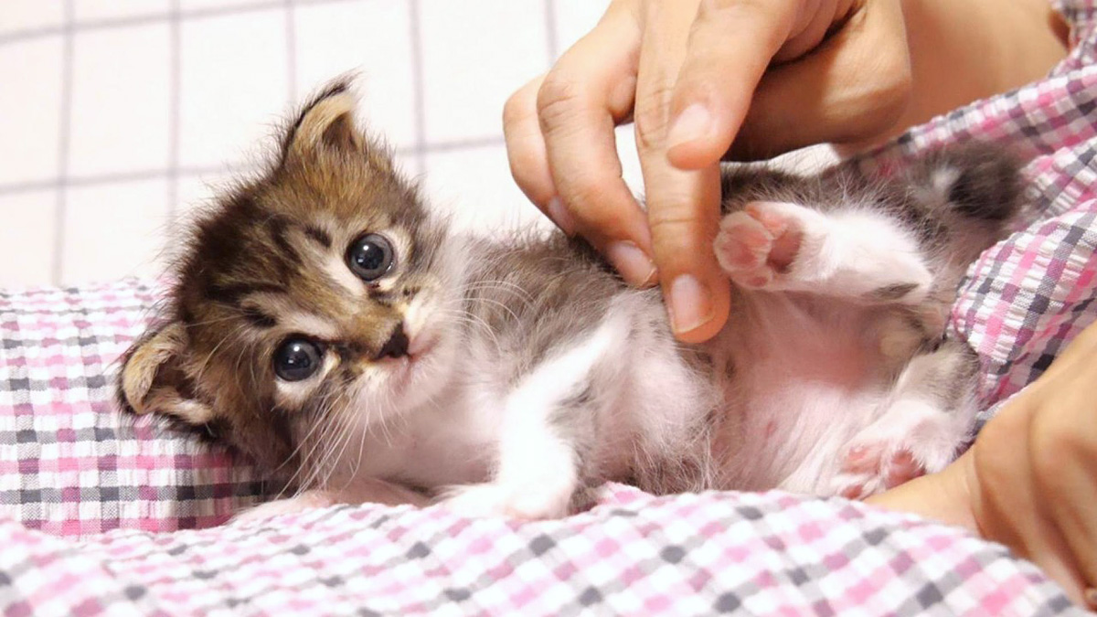 ミルクの後はほっこり甘える赤ちゃん猫。ママの手にテンションが急上昇