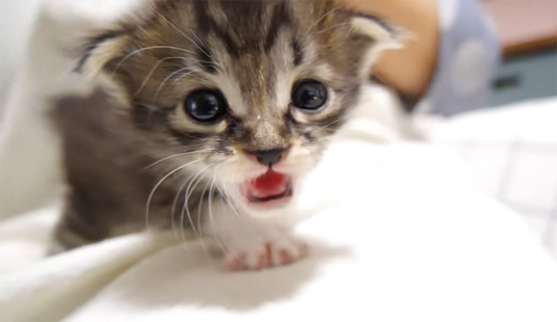 ミルクが飲みたい子猫
