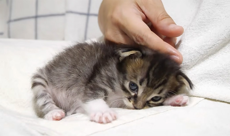 まったりする子猫