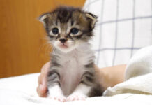 チョコンと座る子猫