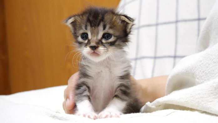 チョコンと座る子猫