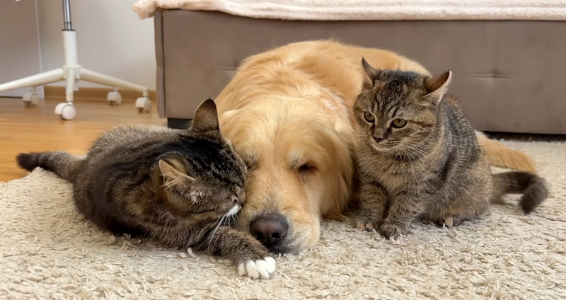 犬に甘える子猫