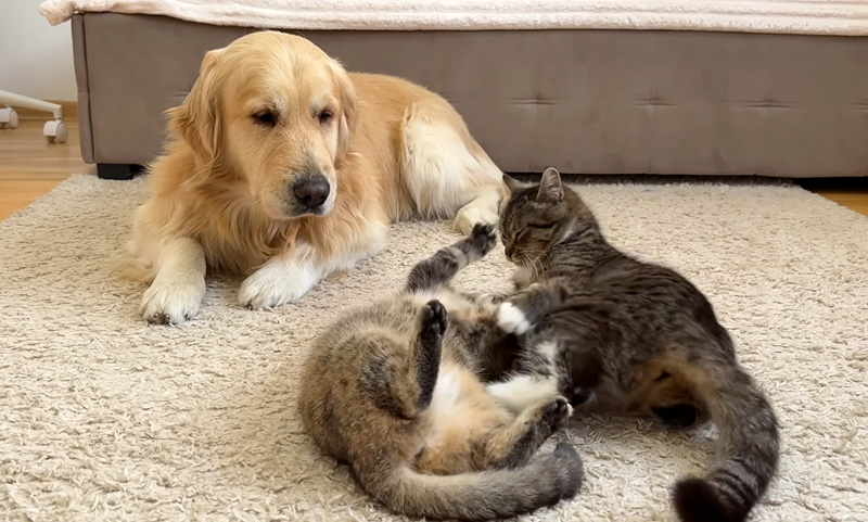 初めて猫の喧嘩を目撃した犬