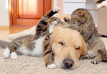 初めて猫の喧嘩を目撃した犬