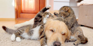 初めて猫の喧嘩を目撃した犬