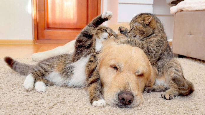 初めて猫の喧嘩を目撃した犬