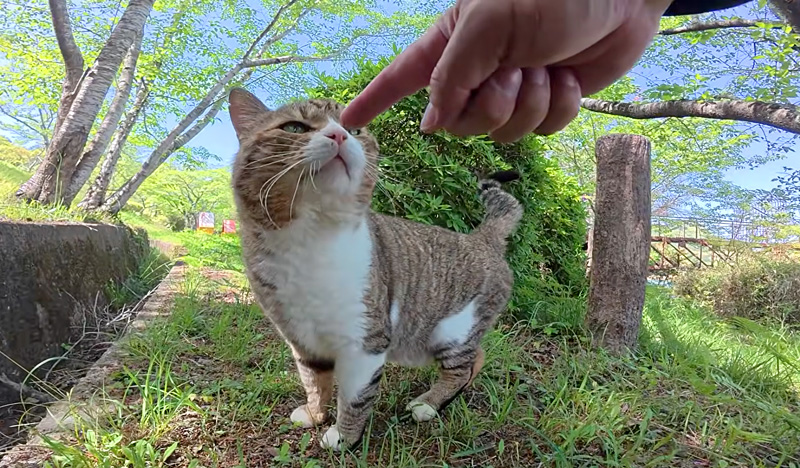 猫に挨拶