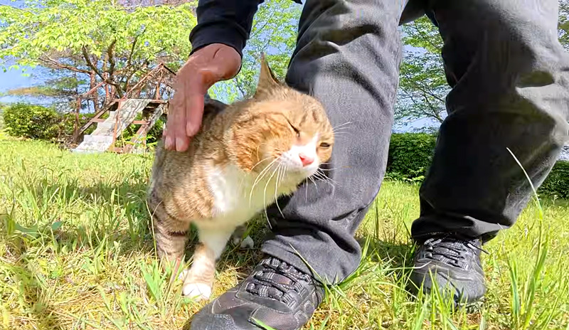 スリスリが止まらない猫