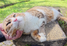 ナデナデを堪能する猫