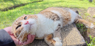 ナデナデを堪能する猫