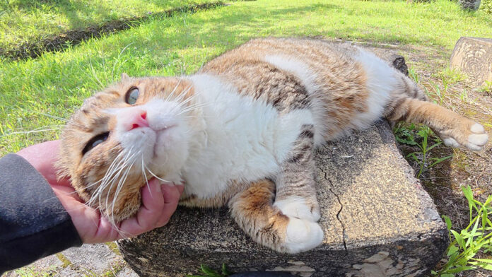 ナデナデを堪能する猫