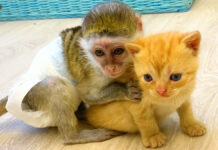 子猫を守る子猿