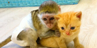 子猫を守る子猿