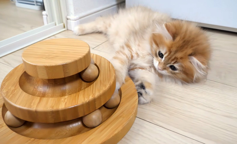 オモチャで遊ぶ子猫