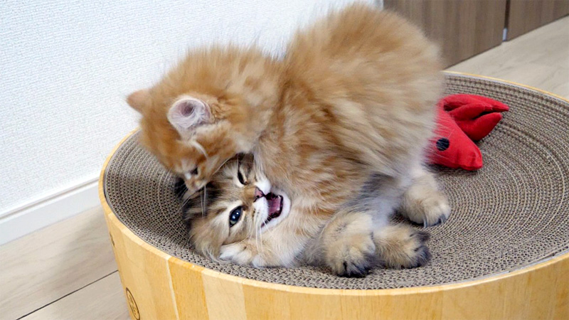 子猫達の兄弟ゲンカ