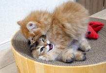 子猫達の兄弟ゲンカ