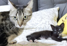 保護子猫と先住猫の初対面