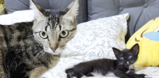 保護子猫と先住猫の初対面